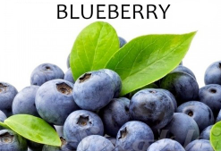 PERFUME APPRENTICE - Blueberry