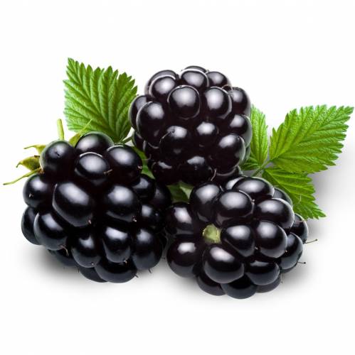 CAPELLA  FLAVORS   - BLACKBERRY